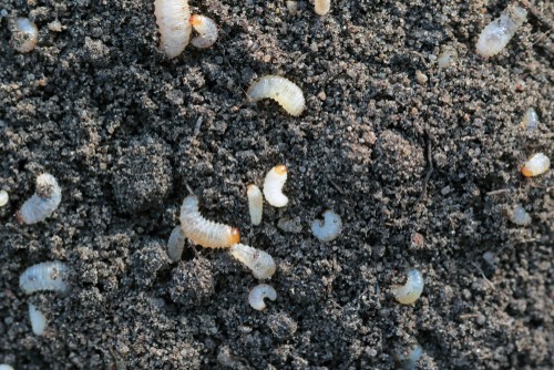 vine weevil grubs eat the roots of plants and are a problem for pot grown plants 