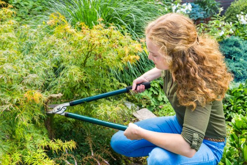 Pruning acer to remove disease and dead wood, need loppers for thicker branches