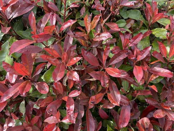 Close up of Photinia red robin and general care