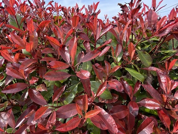 New red growth on Photinia red robin which is at risk from frost early in the season or late in the season if pruned too late