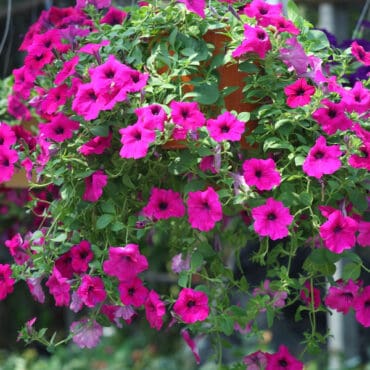 Best Plants For Hanging Baskets - Upright & Trailing Varieties ...