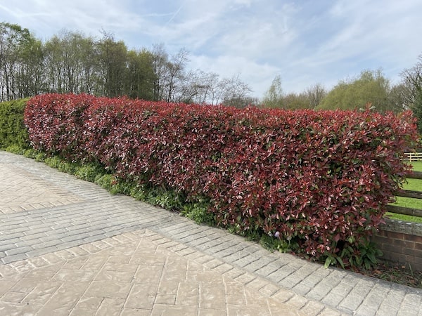 Photinia red robin hedge growing along my driveway