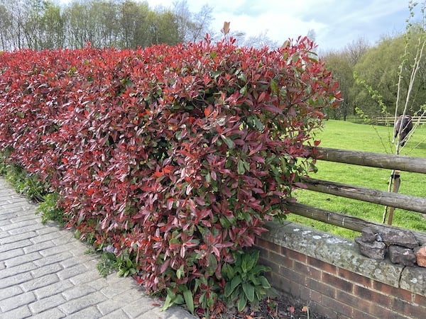 Photinia red robin hedge grown along side a horse paddock