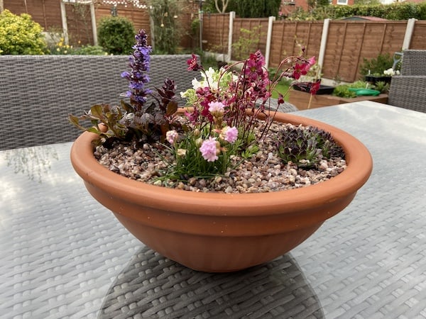 Alpine rockery planter positioned in the centre of my patio table