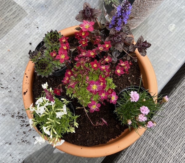 Arranging plants before planting to make sure they are going to be in the right position