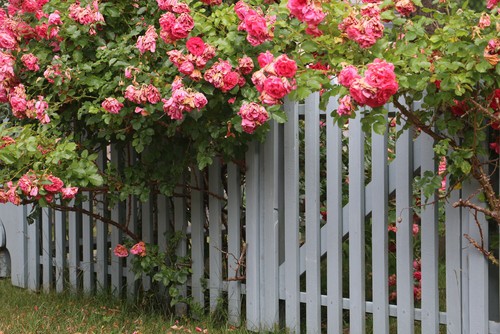 Climbing rose are an excellent fast growing climber