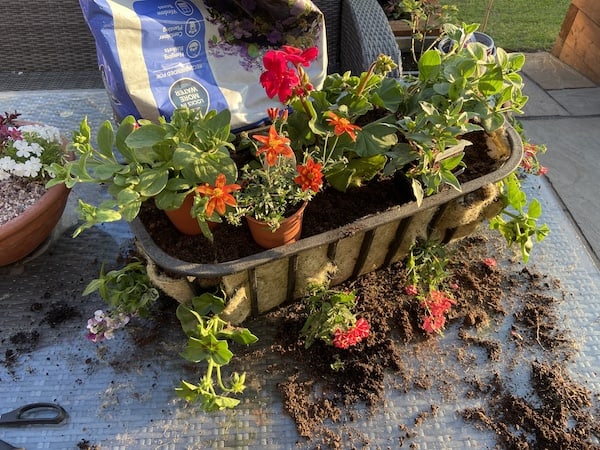 Positioning basket plants on top of compost on wall trough to decide how best to plant them