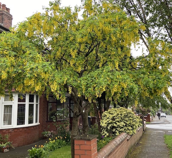 Laburnum vossii - Golden Rain