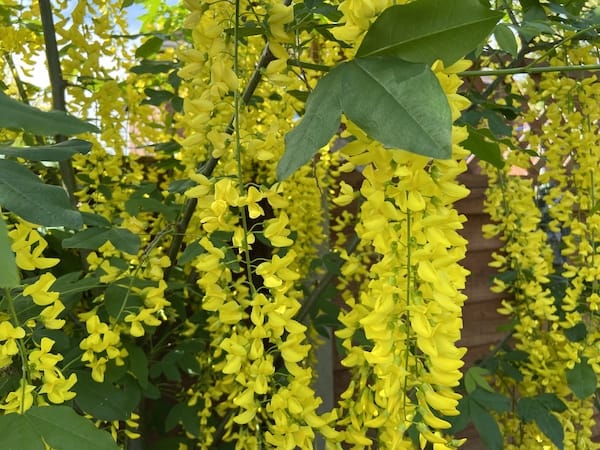 Laburnum vossii flowers in May