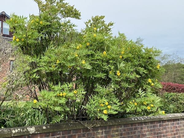 Large tree peony which is leggy and needs pruning after pruning