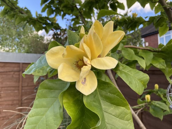 Magnolia Yellow River flower close up