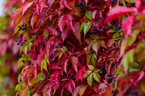 Parthenocissus quinquefolia is a fast growing climbing plant ideal for borders or pots