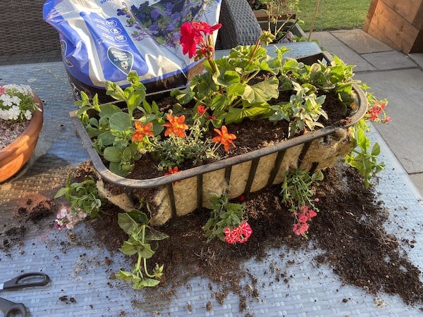 Planted wall trough ready to hang on wall