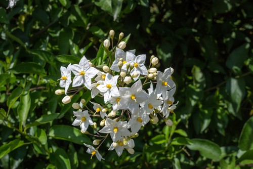 Solanum jasminoides Album