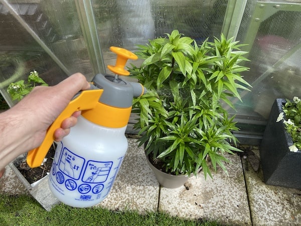 Spraying my lilies with ultimate bug killers to control red lily beetles