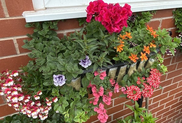 The plants I used to plant a wall planter