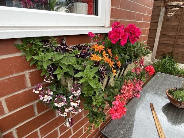 Wall trough 5 weeks after planting with summer basket plants