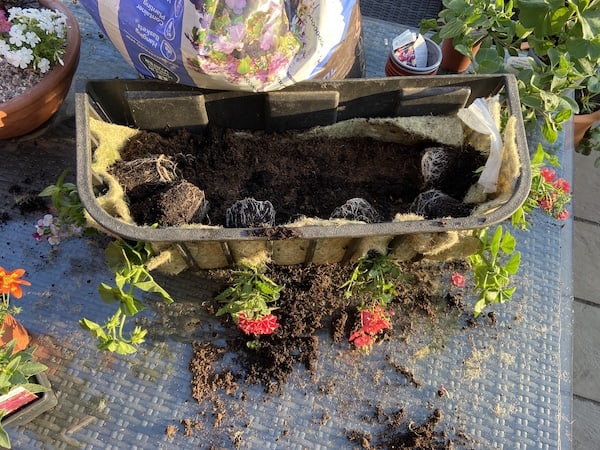 Wall trough half filled with compost and then the basket plants carefully positions through the frame