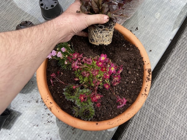 planting rockery plants into shallow alpine planter