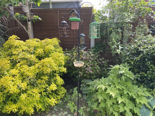 Place bird feeders 5-6ft high to help them feel safe and eat