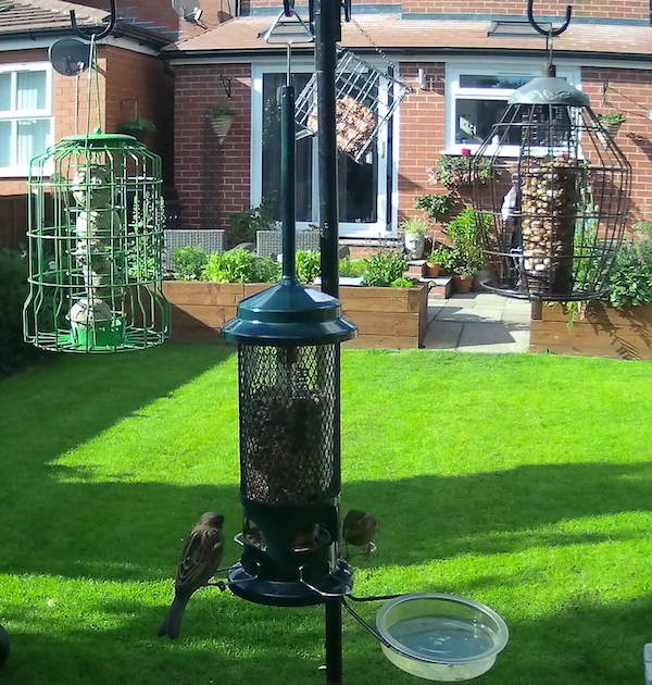 squirrel proof bird feeders with sparrows on