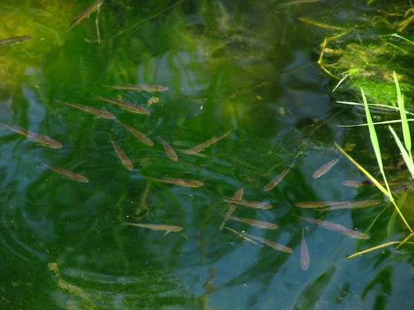 5 Best Pond UV Clarifiers - Remove Green Algae For Clear Water