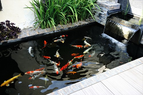 UV pond clarifiers are great for koi ponds that have heavy fish stocks