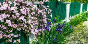 19 of the best fast growing climbers evergreen and deciduous for covering walls, fences, trees. They include popular varieties such as Clematis, Hydangea, Lonicera