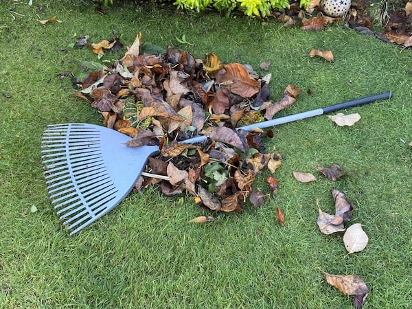 Leaves raked using my go to rake as it doesn't damage the lawn