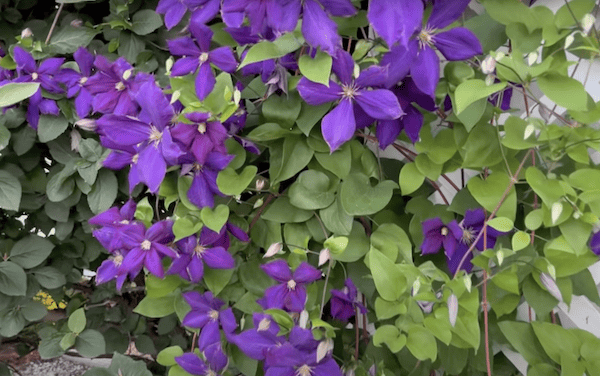 Many clematis are fast-growing climbers and perfect for screening or covering walls