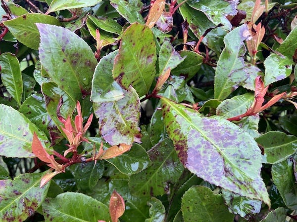 Black spots on Photinia red robin with black spots on foliage caused by winter weather and not a disease