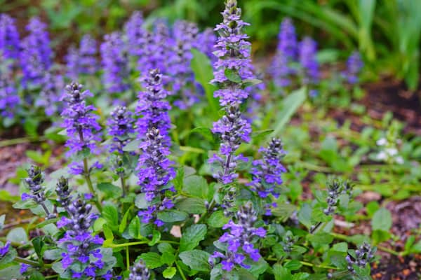 One of my favourite evergreen groundcover plants Ajuga